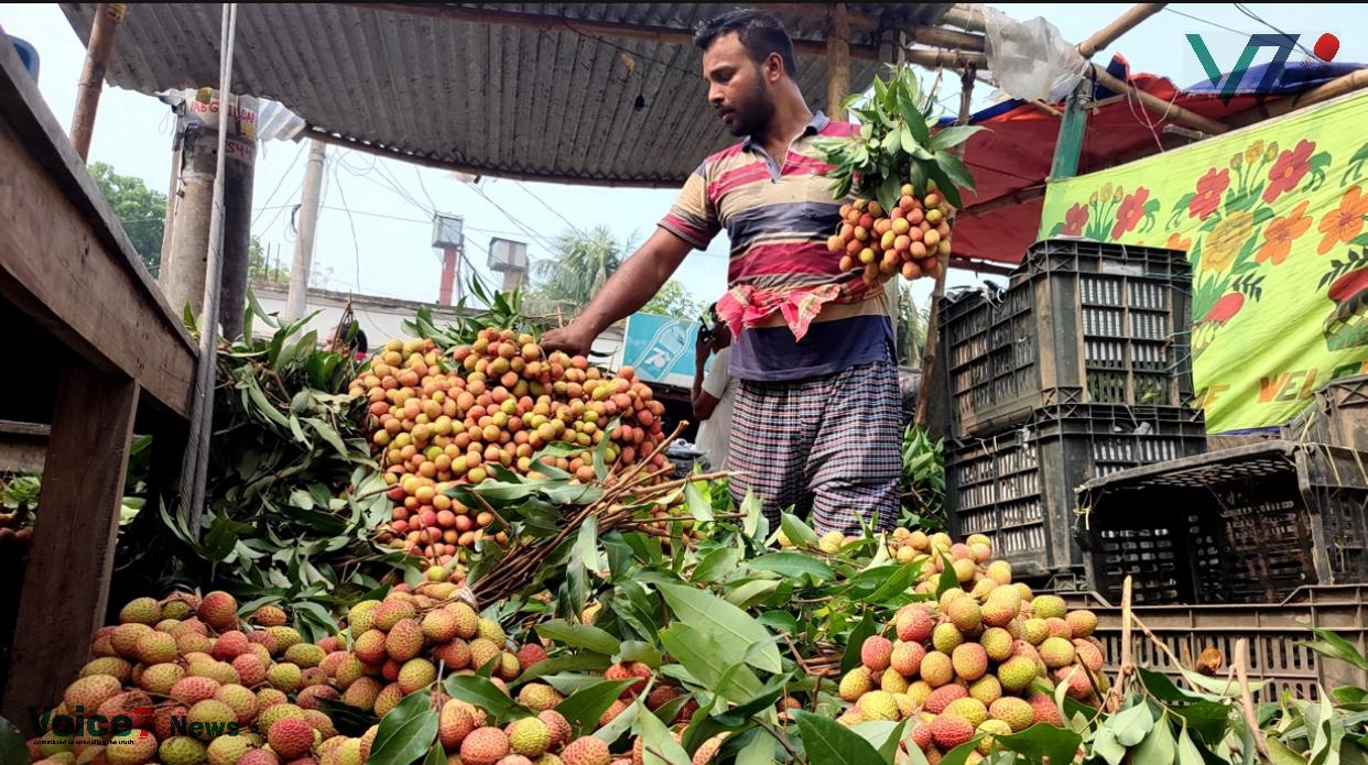 "The litchi yield is low this year and the prices are high as well. Last year, we bought litchis for 2000 taka per thousand. This year, we have to buy the same litchis for 2500-2700 taka. Photo: Voice7 News